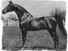 stallion King's Genius (American Saddlebred Horse, 1924, from Bourbon King)