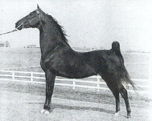 Deckhengst CH Superior Odds (American Saddlebred Horse, 1967, von Wing's Fleet Admiral)