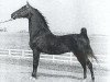 Deckhengst CH Superior Odds (American Saddlebred Horse, 1967, von Wing's Fleet Admiral)