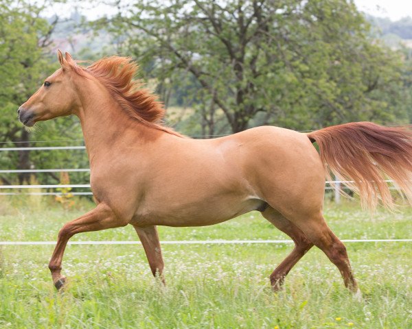 Pferd Red Loverboy of King (Quarter Horse, 2010, von Bart Dun It)