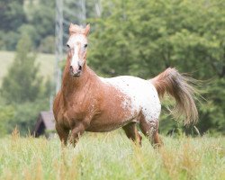 Pferd Morningstar (Appaloosa, 1991, von Lurifaks af Langesminde)