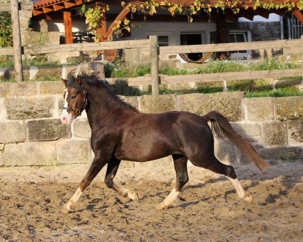 horse Wildzang's Sir Lucque (Welsh-Pony (Section B), 2012, from Thistledown Lawrence of Arabia)