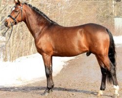 stallion Valerossi (German Riding Pony, 2002, from Valido)