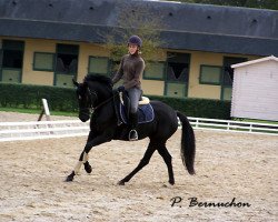 dressage horse Petite Fleur DRE (German Riding Pony, 2000, from FS Pour l'Amour)