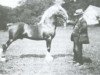 stallion Mathrafal Brenin (Welsh-Cob (Sek. D), 1911, from Trotting Railway II)