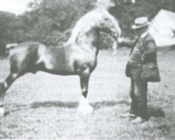 stallion Mathrafal Brenin (Welsh-Cob (Sek. D), 1911, from Trotting Railway II)