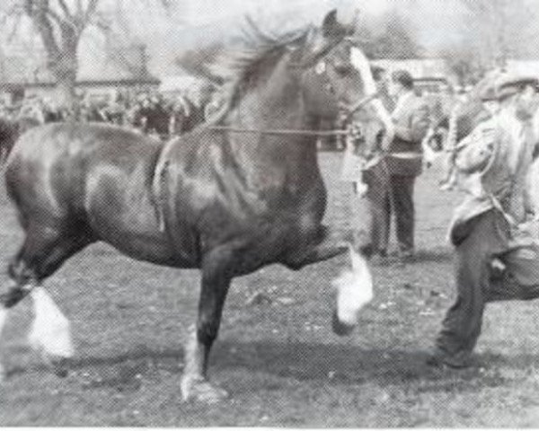 stallion Llwynog Y Garth (Welsh-Cob (Sek. C), 1944, from Mathrafal)