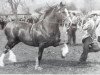 stallion Llwynog Y Garth (Welsh-Cob (Sek. C), 1944, from Mathrafal)