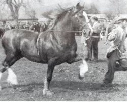 Deckhengst Llwynog Y Garth (Welsh-Cob (Sek. C), 1944, von Mathrafal)