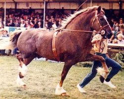 stallion Nesscliffe Rainbow (Welsh-Cob (Sek. D), 1969, from Golden Sunshine)