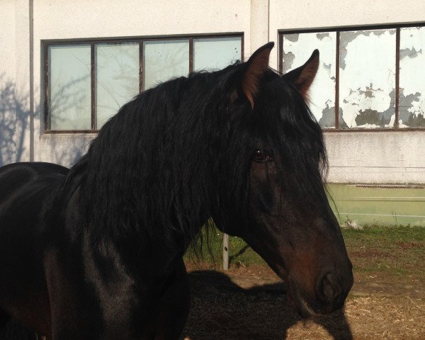 stallion Velas (Pura Raza Espanola (PRE), 2005)