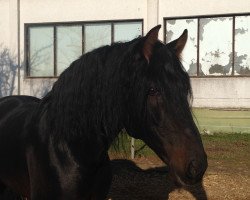 stallion Velas (Pura Raza Espanola (PRE), 2005)