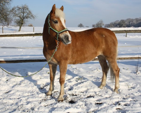 Zuchtstute Nevana (Haflinger, 1996, von Nabucco)