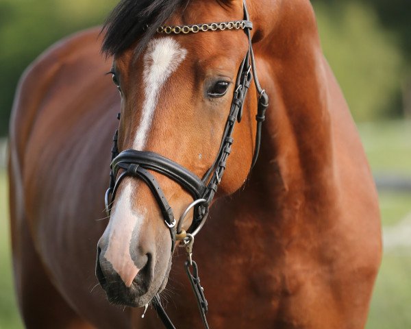 stallion Numbaco (Holsteiner, 2011, from Numero Uno)
