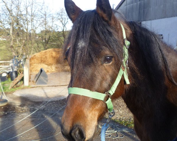 horse Lin vom Eichelhof (Connemara Pony, 2012, from El Larry II)