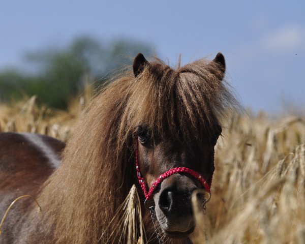 Zuchtstute Lillifee (Dt.Part-bred Shetland Pony, 2009, von Wantsley Barnaby)