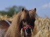 broodmare Lillifee (Dt.Part-bred Shetland pony, 2009, from Wantsley Barnaby)