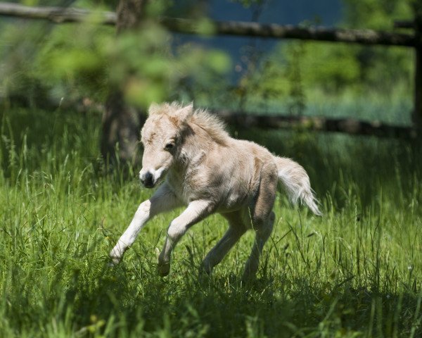 Pferd Umberto vom kellerwaldhof (Dt.Part-bred Shetland Pony,  , von Skäpperöds Ulysses)