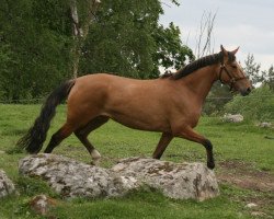 dressage horse FS Delana (German Riding Pony, 2010, from FS Don't Worry)