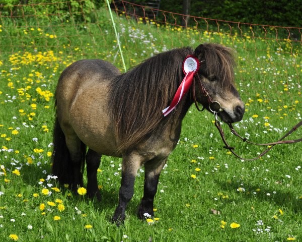 stallion Skäpperöds Ulysses (Shetland pony (under 87 cm), 2000, from Southfieldgate Goldstrike)