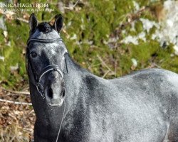 stallion Commudus Arden (German Riding Pony, 2009, from Constantin)