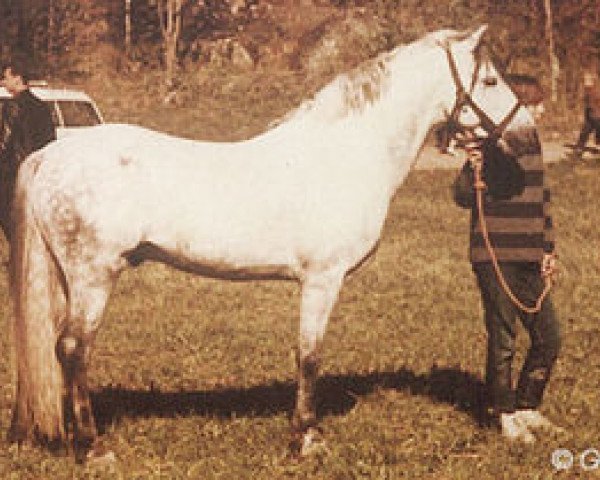 Deckhengst Kålltorps Primus (Welsh Pony (Sek.B), 1958, von Coed Coch Berwynedd)