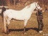 stallion Kålltorps Primus (Welsh-Pony (Section B), 1958, from Coed Coch Berwynedd)