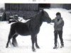 stallion Revel Race (Welsh mountain pony (SEK.A), 1955, from Criban Winston)
