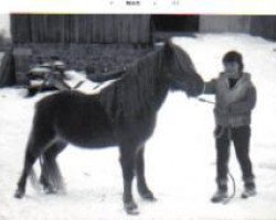 Deckhengst Revel Race (Welsh Mountain Pony (Sek.A), 1955, von Criban Winston)