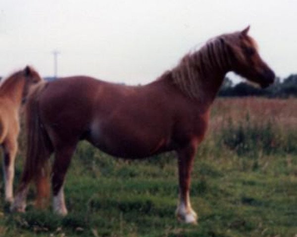 Zuchtstute Cennen Cadi (Welsh Mountain Pony (Sek.A), 1975, von Sinton Solomon)