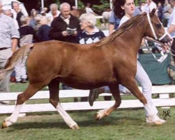 Zuchtstute Fronbach High Society (Welsh Mountain Pony (Sek.A), 1993, von Synod Hello)