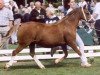 broodmare Fronbach High Society (Welsh mountain pony (SEK.A), 1993, from Synod Hello)