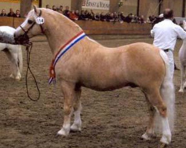 stallion Ceulan Cariadog (Welsh mountain pony (SEK.A), 1996, from Yaverland Nero)