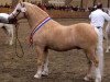 Deckhengst Ceulan Cariadog (Welsh Mountain Pony (Sek.A), 1996, von Yaverland Nero)