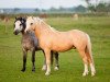 horse No Limit Highko (Welsh mountain pony (SEK.A), 2012, from Ceulan Cariadog)