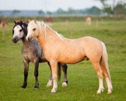 horse No Limit Highko (Welsh mountain pony (SEK.A), 2012, from Ceulan Cariadog)