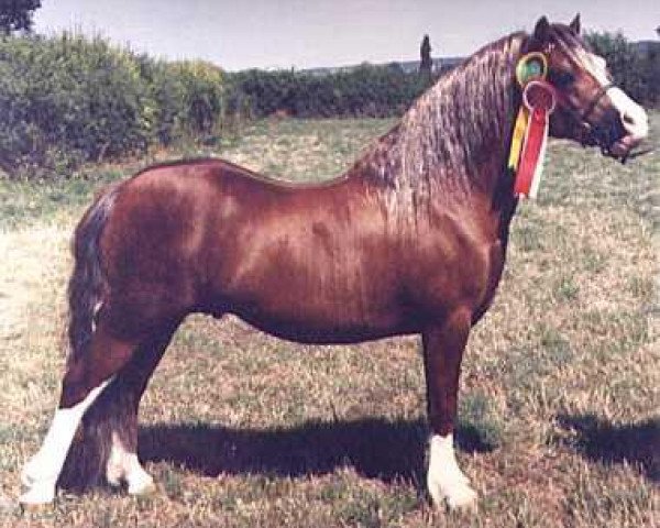 stallion Llwynan Flash (Welsh mountain pony (SEK.A), 1987, from Llwynan Birthday Boy)