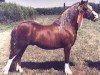 stallion Llwynan Flash (Welsh mountain pony (SEK.A), 1987, from Llwynan Birthday Boy)