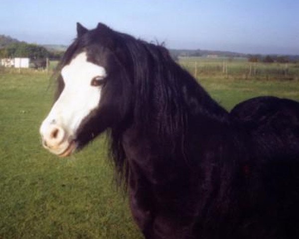 stallion Synod Scamp (Welsh mountain pony (SEK.A), 1974, from Brierwood Fusilier)