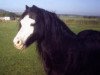 Deckhengst Synod Scamp (Welsh Mountain Pony (Sek.A), 1974, von Brierwood Fusilier)