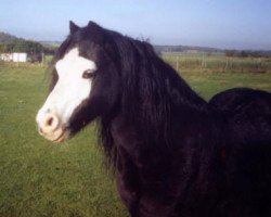 stallion Synod Scamp (Welsh mountain pony (SEK.A), 1974, from Brierwood Fusilier)