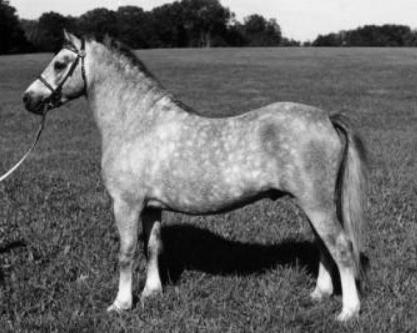 Pferd Forlan Torchlight (Welsh Mountain Pony (Sek.A), 1977, von Revel Torc)