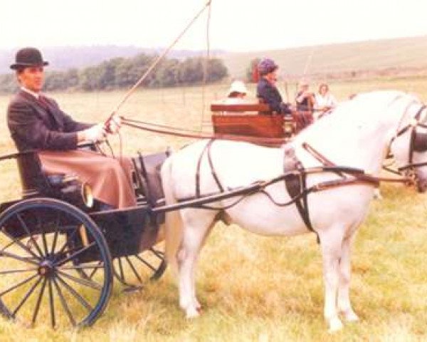 horse Forlan Blue Boy (Welsh mountain pony (SEK.A), 1973, from Revel Torc)