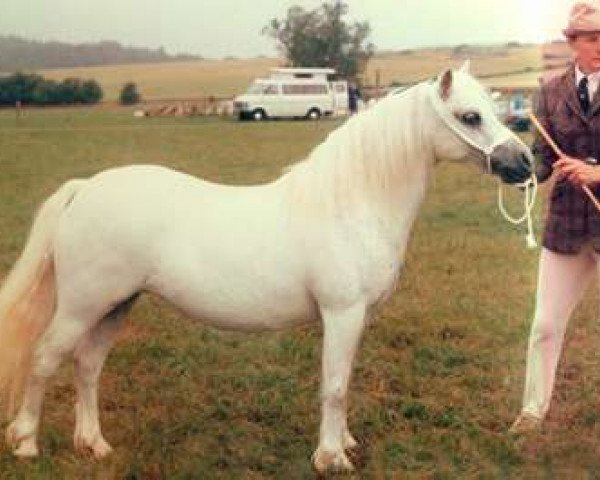 Zuchtstute Lucton Toogood (Welsh Mountain Pony (Sek.A), 1974, von Revel Bavour)