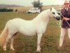 Zuchtstute Lucton Toogood (Welsh Mountain Pony (Sek.A), 1974, von Revel Bavour)