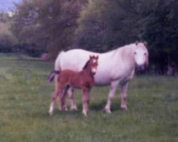 broodmare Revel Toots (Welsh mountain pony (SEK.A), 1965, from Bowdler Blighter)