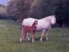 Zuchtstute Revel Toots (Welsh Mountain Pony (Sek.A), 1965, von Bowdler Blighter)
