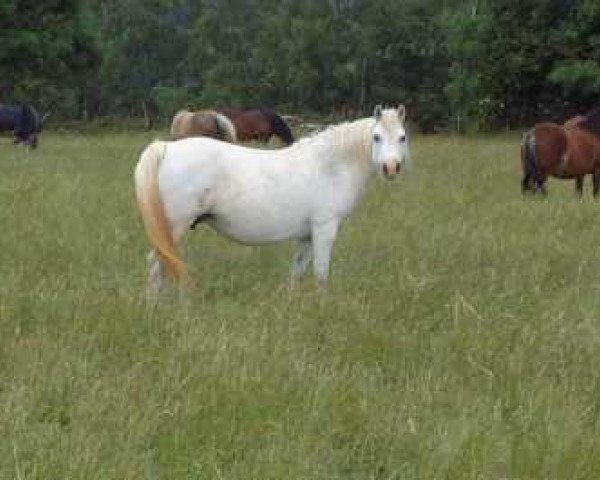 Zuchtstute Forlan Welsh Melody (Welsh Mountain Pony (Sek.A), 1981, von Revel Torc)