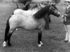 stallion Forlan Sharpshooter (Welsh mountain pony (SEK.A), 1976, from Revel Torc)