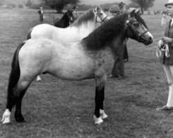 stallion Forlan Sharpshooter (Welsh mountain pony (SEK.A), 1976, from Revel Torc)